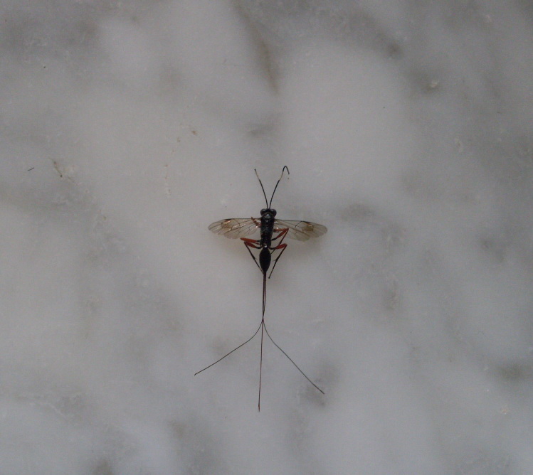 Probabile Stenarella domator (Ichneumonidae)
